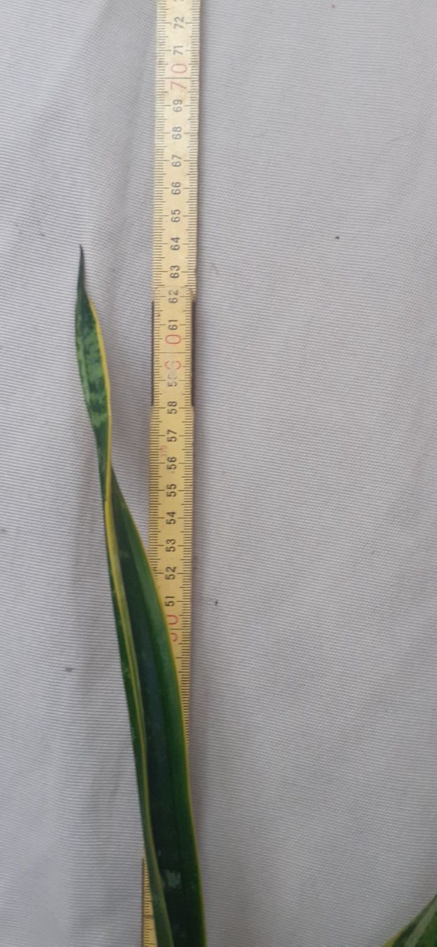 Pflanzen & Samen: Bogenhanf Ableger ca. 60 cm hoch, ca 1 Jahr alt – Neu (gemäss Beschreibung) aus Kilchberg ZH von hobbysale01 1