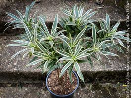 Dracaena Reflexa Albo Variegata - Song of India grün-weiss