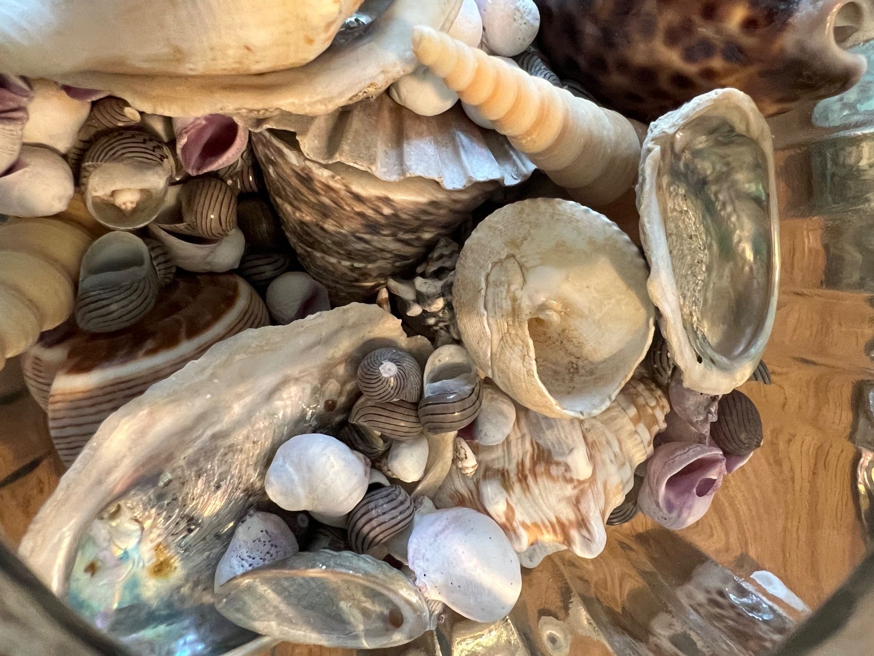 Fossili: Muscheln diverse – Usato da Fällanden venduto da Caramel7 2