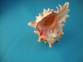 Wunderschöne Muschel " Murex" Philippinen 13 cm