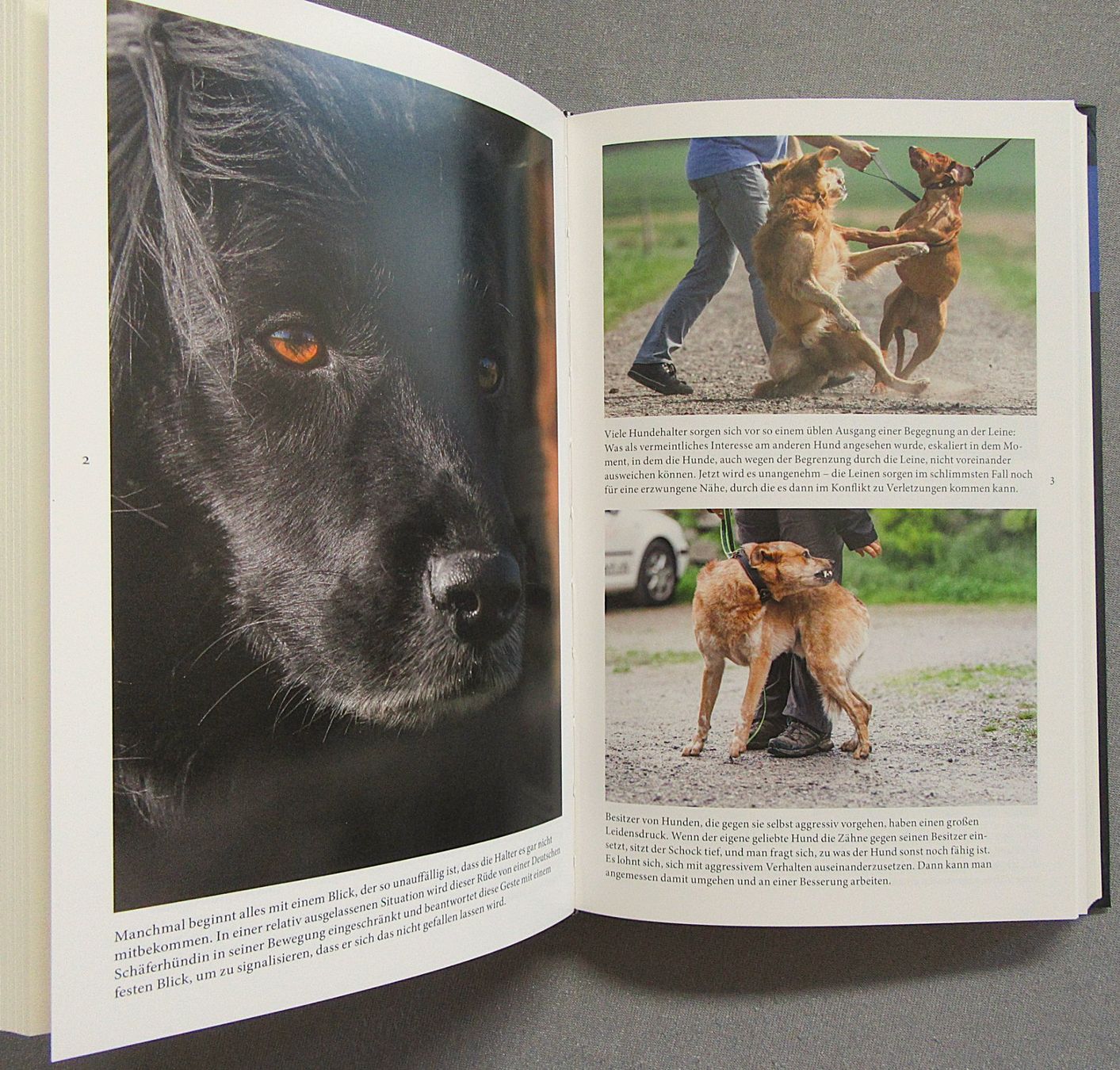 Libri: Aggressionsverhalten beim Hund  - mit Fallbeispielen – Usato da Auenstein venduto da Padabimbim 5