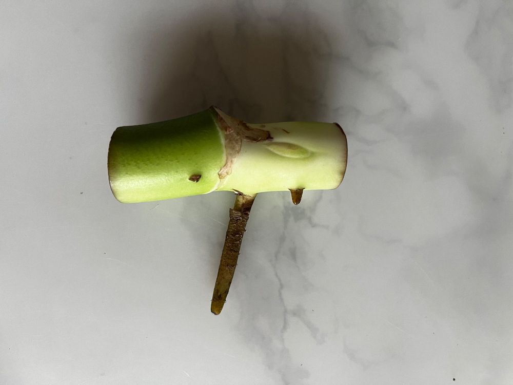 Stammsteckling ohne Blatt 10 Monstera Deliciosa Kaufen auf Ricardo