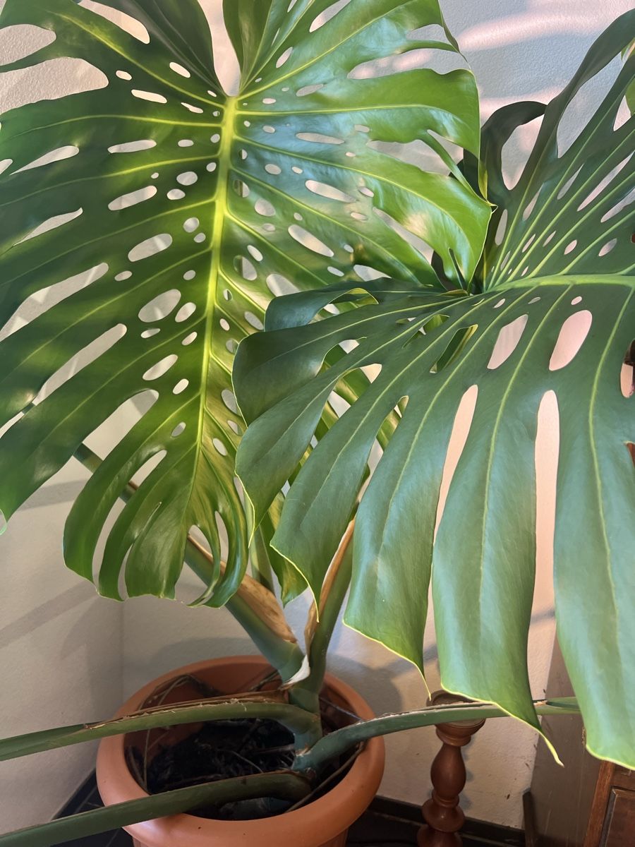 Monstera Zimmerpflanze, Rekord Blattgrsse 1 Meter (Gebraucht) in Oftringen  fr CHF 2000  nur Abholung auf Ricardo kaufen