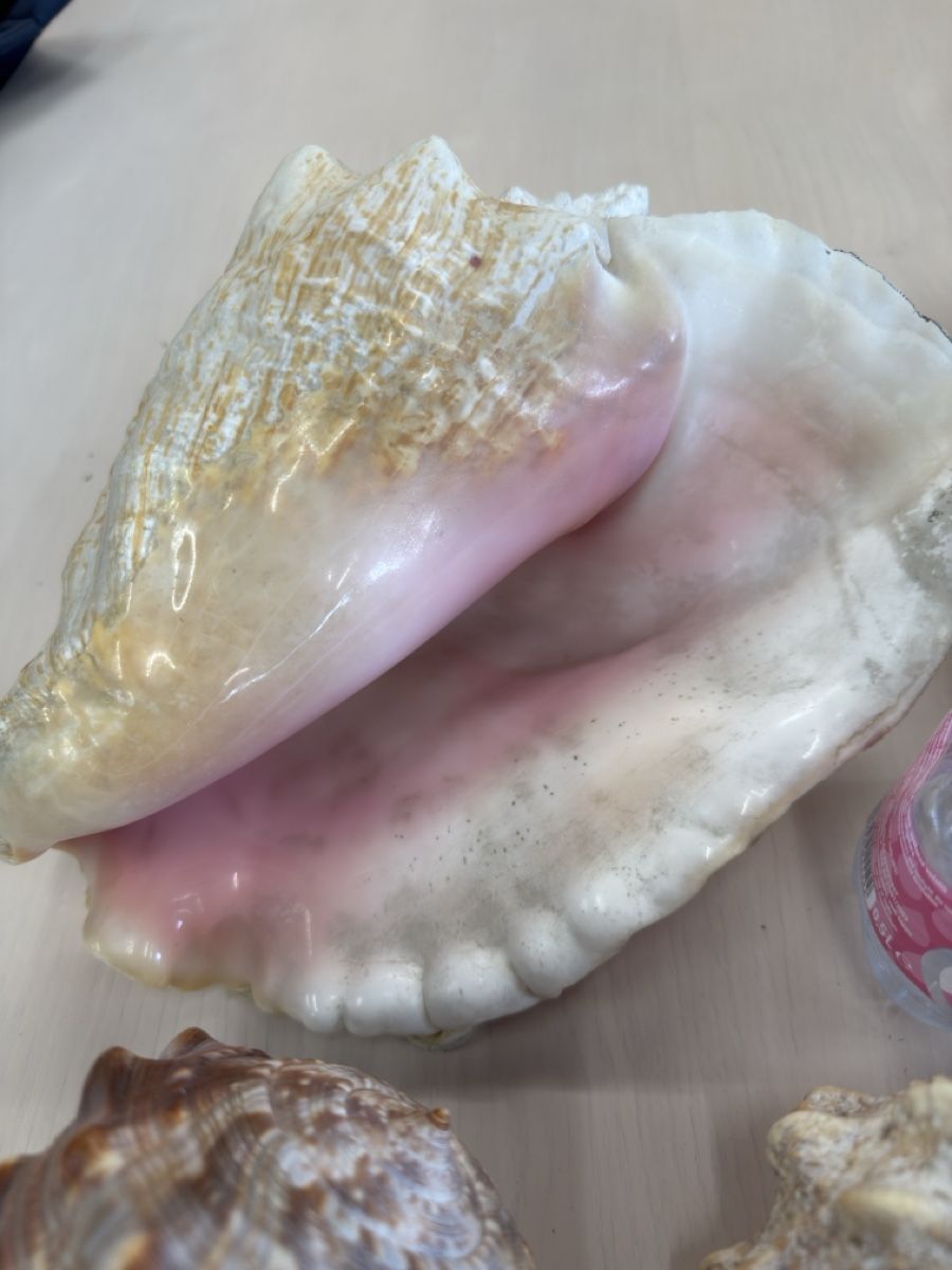 Tutte le decorazioni: Echte grosse Muscheln  – Usato da Zuzwil SG venduto da Pomy 1