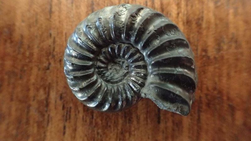 Fossili: 4 Pyrit Ammoniten Frankreich – Usato da Rickenbach BL venduto da Oktober68 3