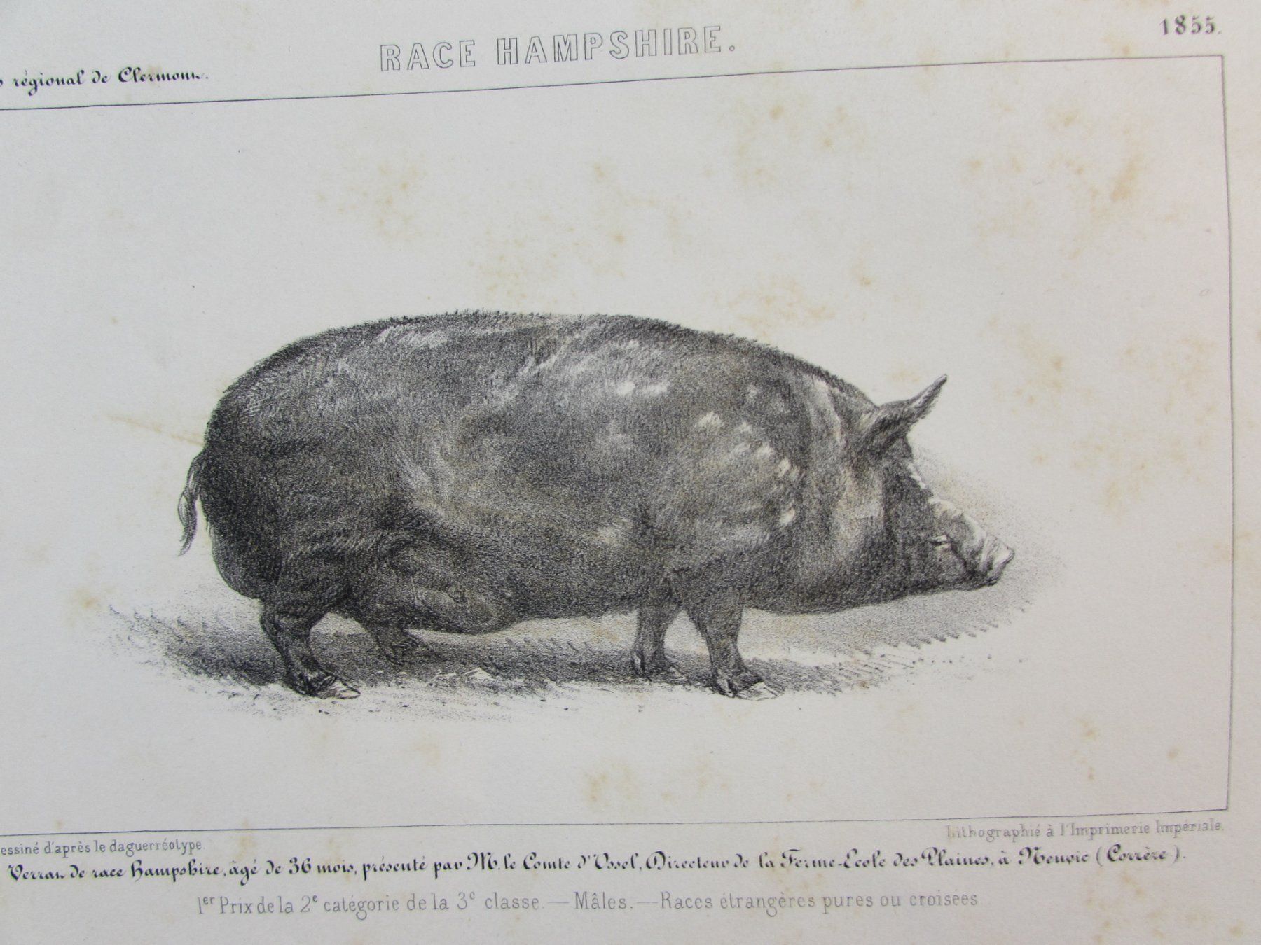 Incisioni: 3 antike Schweine, 1855 – Usato da Walchwil venduto da Shells1 3