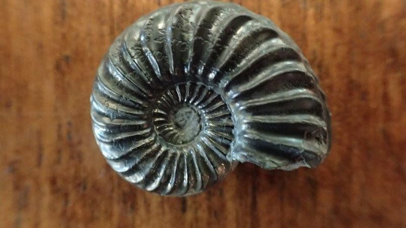 Fossili: 4 Pyrit Ammoniten Frankreich – Usato da Rickenbach BL venduto da Oktober68 4