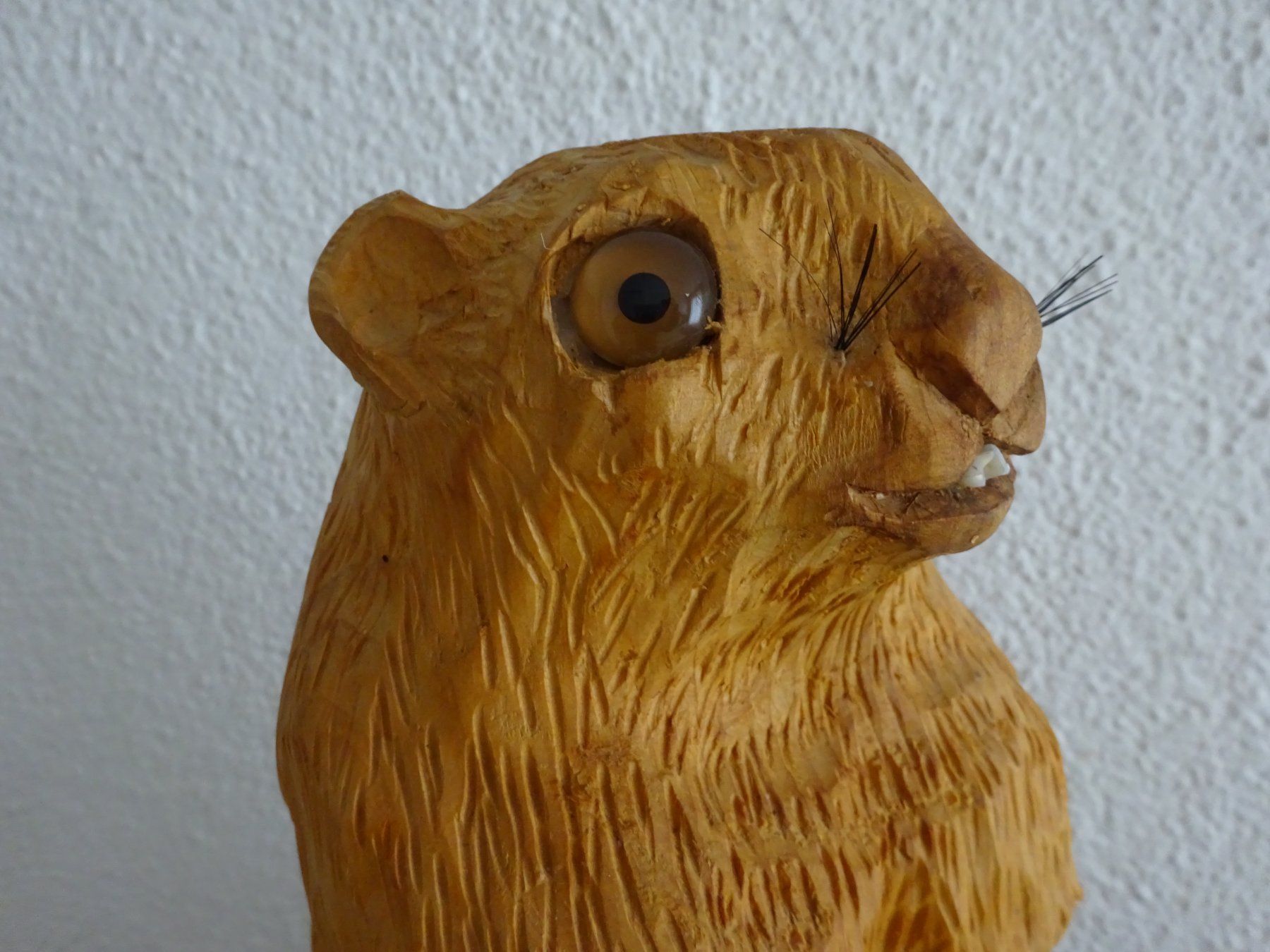 Sculture & Statue: Murmeltier Phil / Pennsylvania – Usato da Esslingen venduto da eintagammeer 6