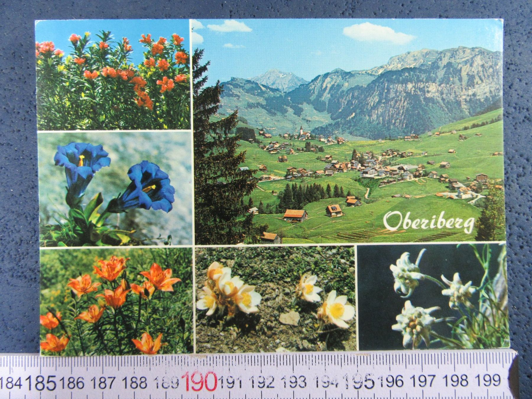 Ansichtskarten: OBERIBERG SZ AK ALPENBLUMEN 1973 – Gebraucht aus Ettingen von Hausi4711