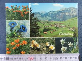 OBERIBERG SZ AK ALPENBLUMEN 1973