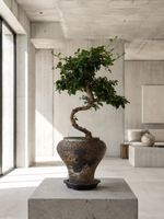 Fukientee Bonsai 50cm
