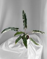 Alocasia Lauterbachiana Albo Variegata