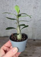 Adenium Obesum Sämling