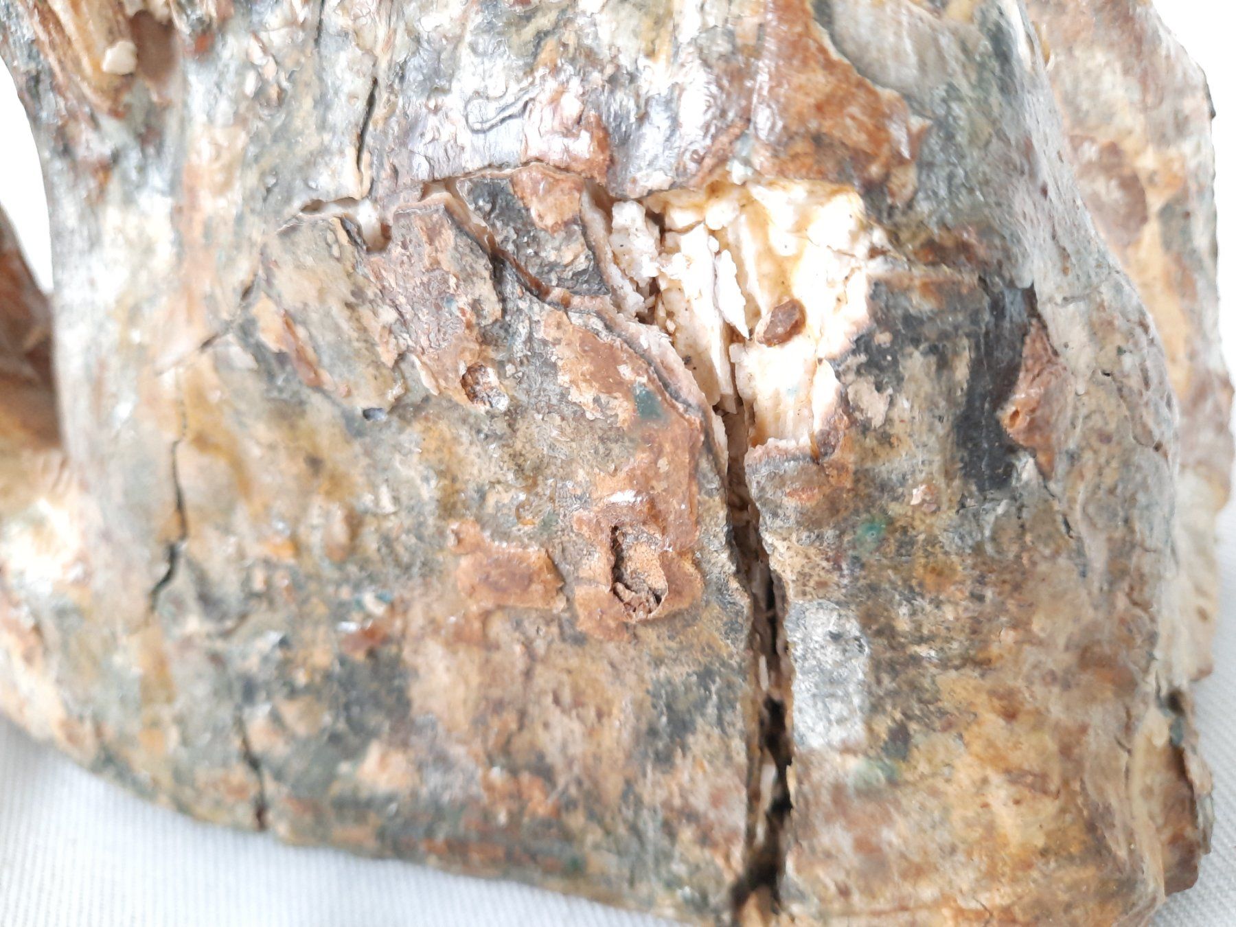 Fossili: Mammutzahn – Usato da Beinwil am See venduto da Restwert_Beinwil 7