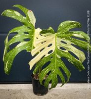 Monstera Deliciosa Thai Constellation - Kopfsteckling
