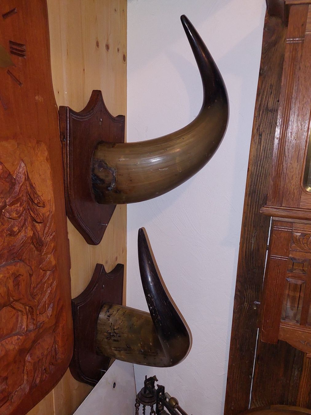 Altre raccolte & rarità: Bisonhörner Trophäen – Usato da Siblingen venduto da rantiques