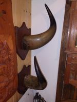 Bisonhörner Trophäen