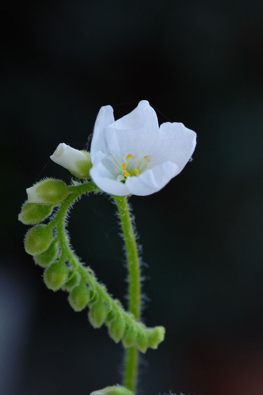 Plantes & graines: Sonnentau / Drosera capensis "alba" Samen – Neuf (Voir description) à Gerolfingen par Azora 1