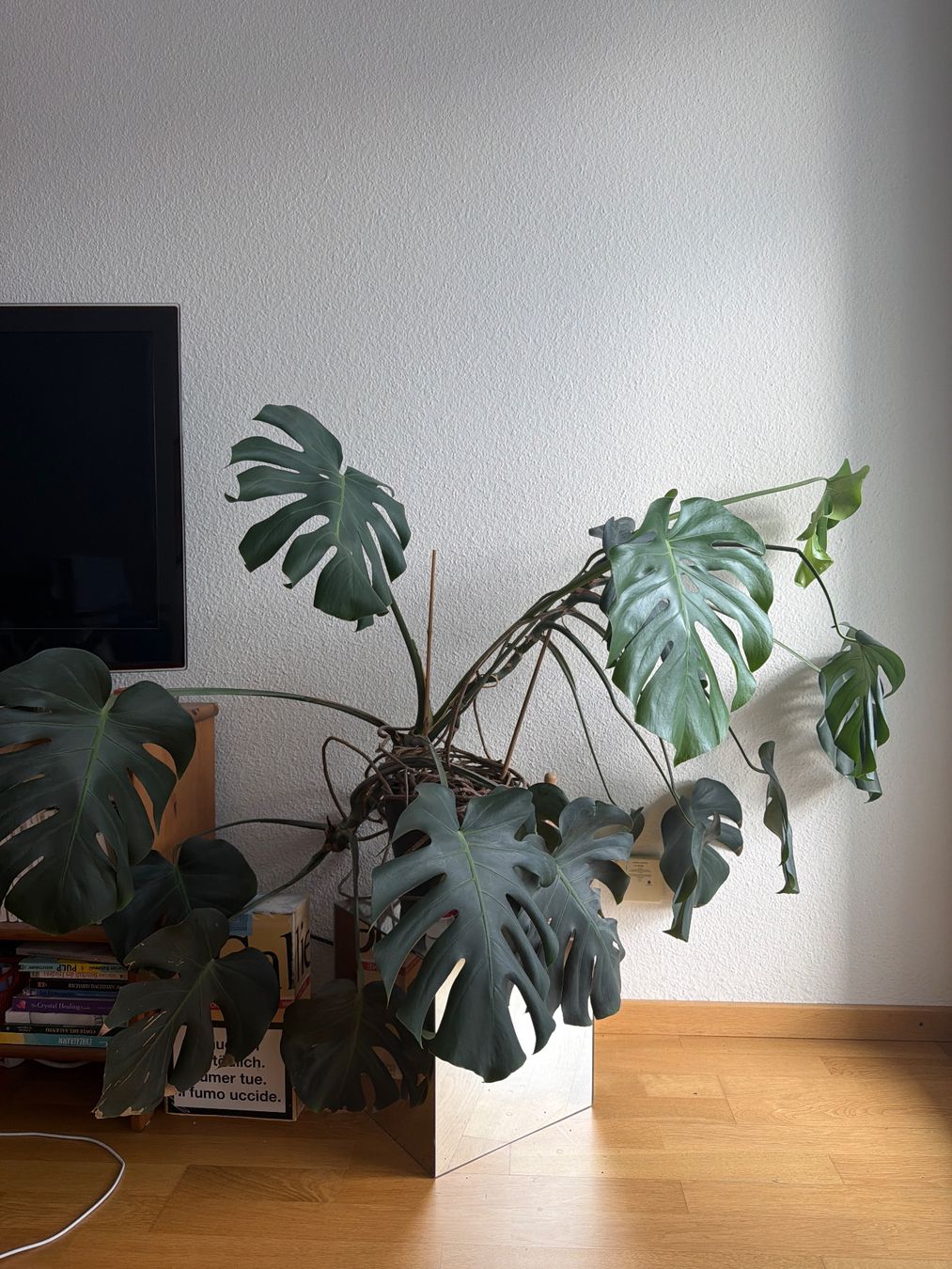 Pflanzen & Samen: Monstera – Gebraucht aus Zürich von Tingeltangelvina
