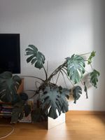 Monstera