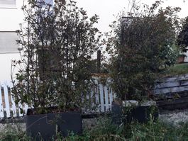 Photinia am Stahlgitter zum Selbstausgraben ohne Gefäss!