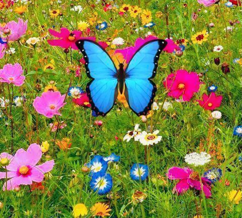Piante & sementi: 500 SAMEN Blumenmischung Schmetterlinge‪ – Nuovo e nell'imballaggio originale da Rovio venduto da POSITIFFARTandPLANTS 5