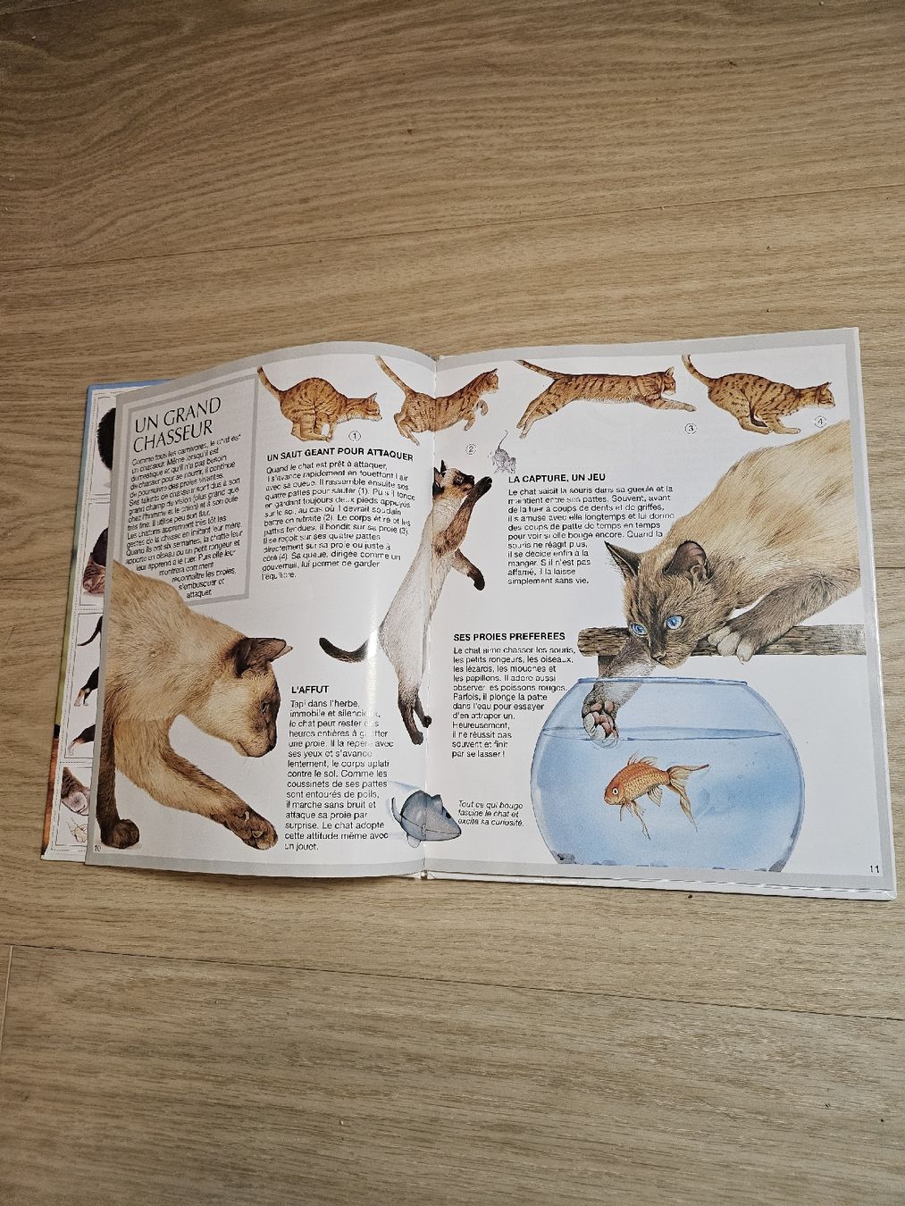 Bücher: Livre "Les Chats" Imagerie Animale Fleurus – Gebraucht aus La Joux FR von car_ck96 2