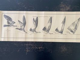 Rares Vintage-Poster von der "Geburt" des Windsurfens