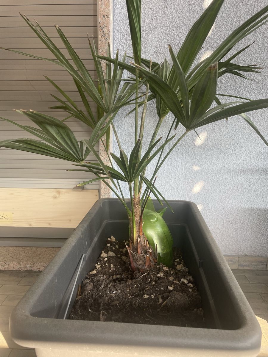 Pflanzen & Samen: Palma – Gebraucht aus Chiasso von Marclinoo74