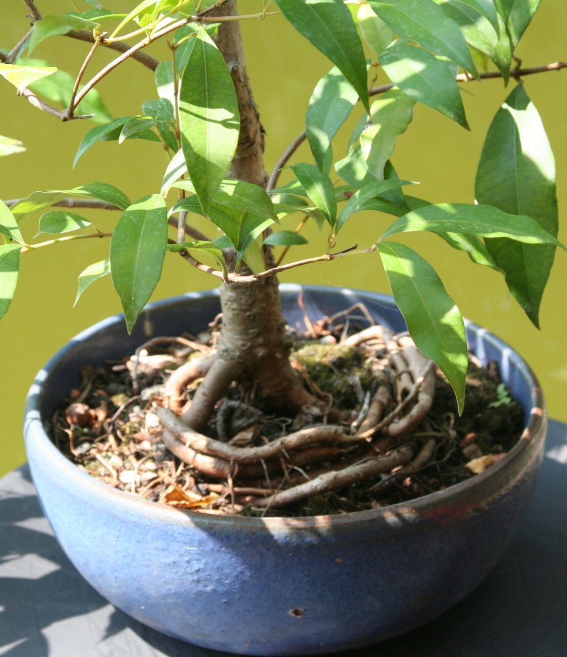 Pflanzen & Samen: BONSAI  -  Kirschmyrte – Gebraucht aus Gretzenbach von Sikim 3