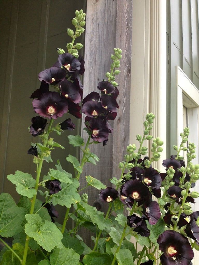 Piante & sementi: 50 Samen Alcea Nigra – Nuovo (secondo la descrizione) da Ehrendingen venduto da VerveinaSamen 7