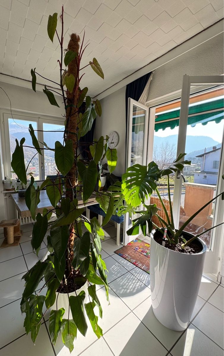 Piante & sementi: Philodendron “Painted Lady” – Nuovo (secondo la descrizione) da Rivera venduto da ale_28z9 4