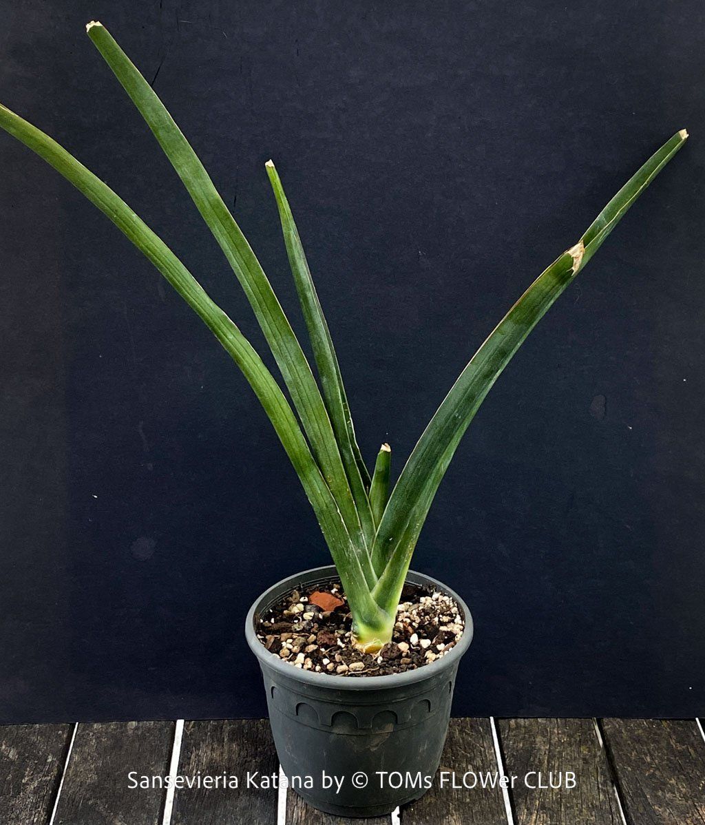 Piante & sementi: Sansevieria Katana - wunderschön Gross-Faecher-Sansevieria – Nuovo e nell'imballaggio originale da Adliswil venduto da astom369 3
