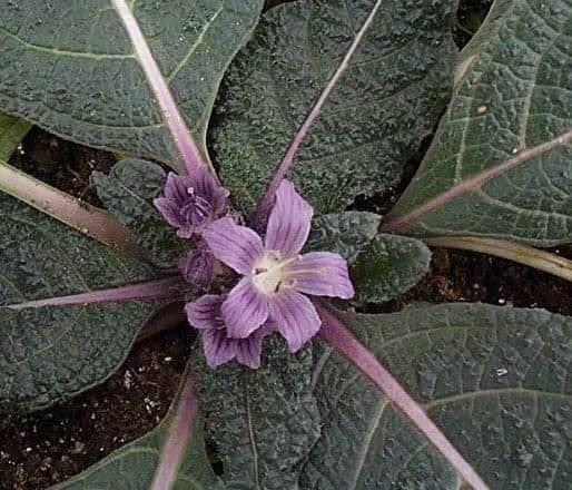 Plantes & graines: MANDRAGORE PLANTE MAGIQUE RARE !  3g – Neuf (Voir description) à Bremblens par FIBONACCI369