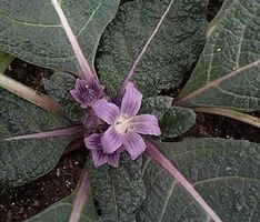 MANDRAGORE PLANTE MAGIQUE RARE !  3g