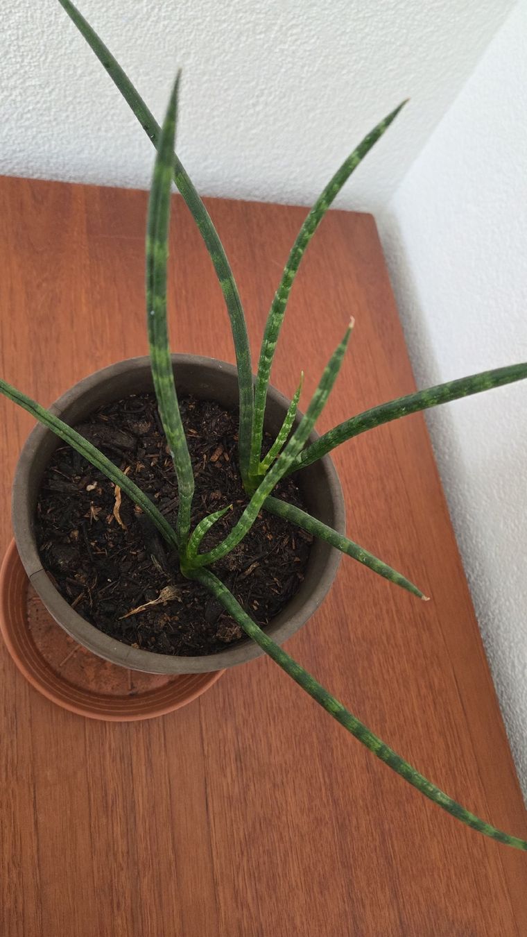 Piante & sementi: Sansevieria Fernwood Mikado – Usato da Bern venduto da lil_5vnv 2