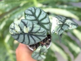 Alocasia Silver Dragon Albo