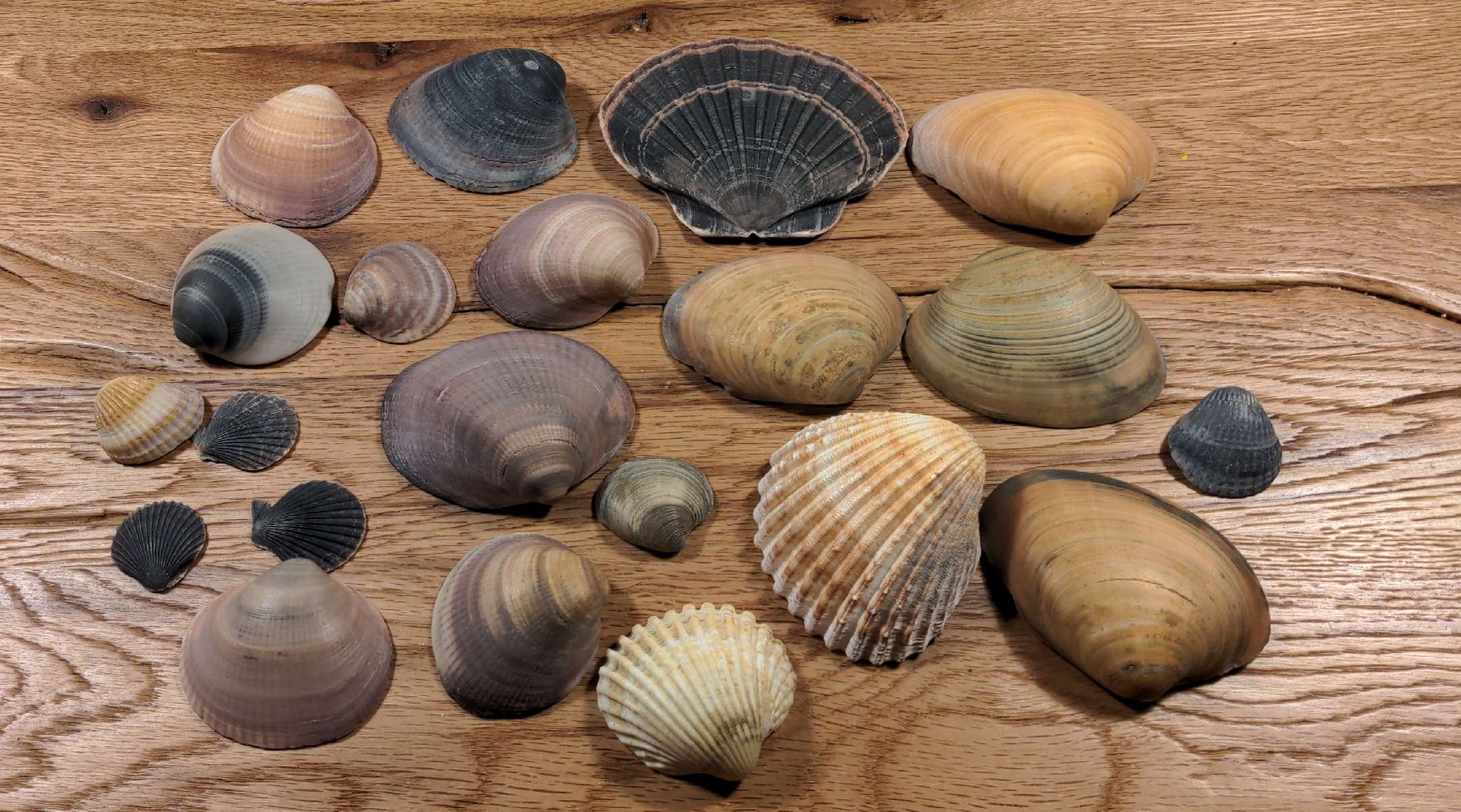 Tutte le decorazioni: Wunderschöne Muscheln, Deko oder Basteln – Usato da Basel venduto da labaffe01