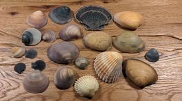 Wunderschöne Muscheln, Deko oder Basteln
