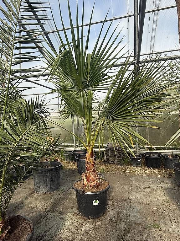 Plantes & graines: Washingtonia robusta – D'occasion à Zuckenriet par Thur_Plant 3