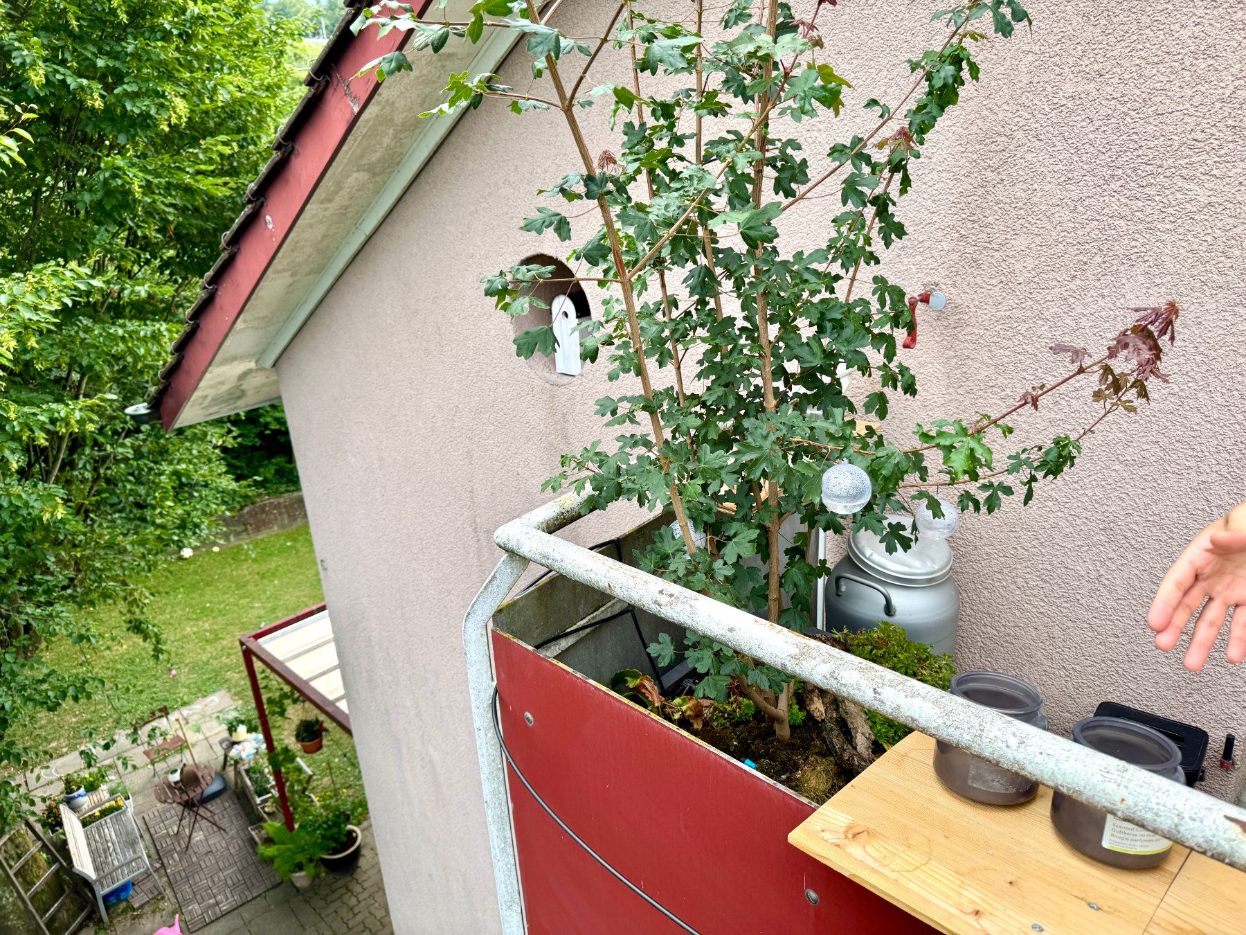 Piante & sementi: Feldahorn (field maple) – Usato da Schlieren venduto da Edgar_k