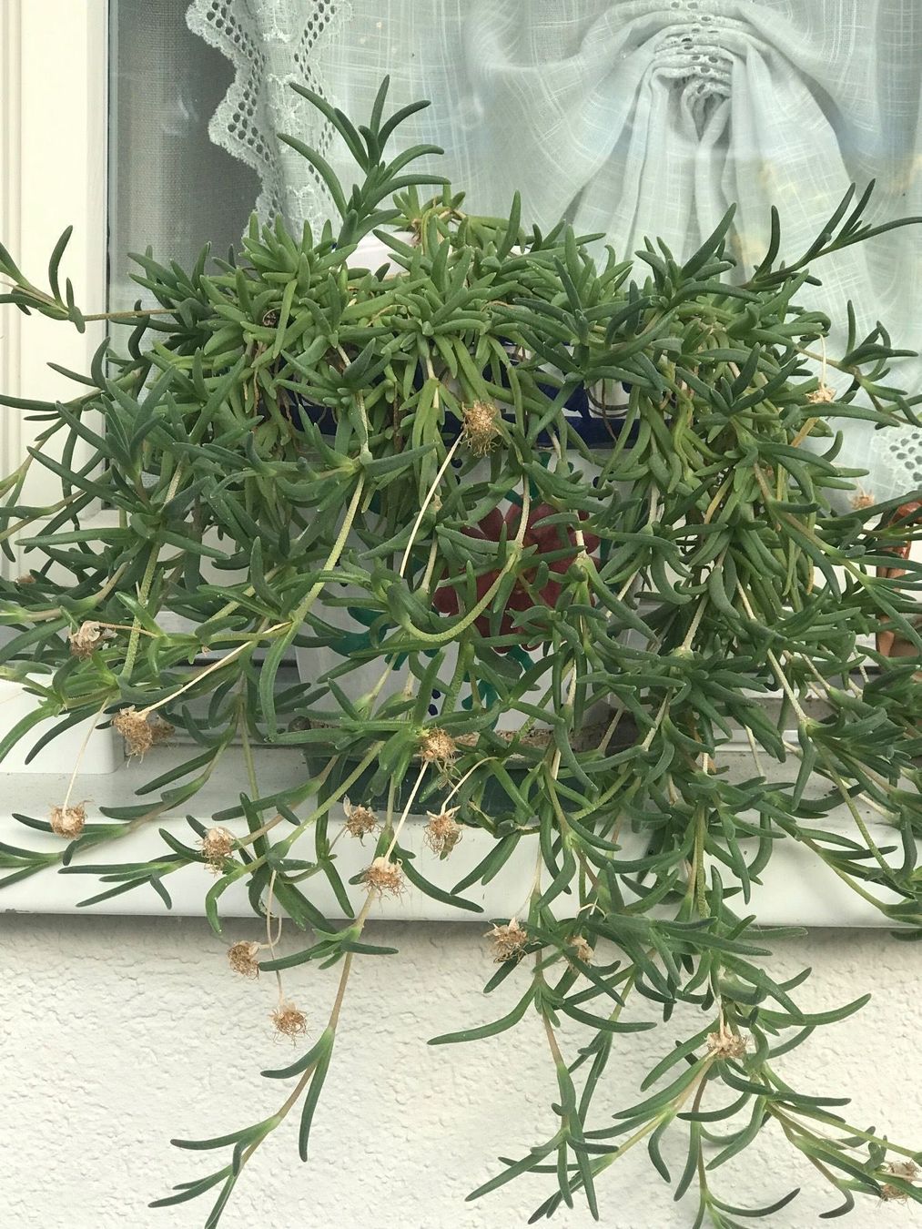 Piante & sementi: LAMPTANTHUS SPECTABILIS - KRIECHENDE MITTAGSBLUME – Nuovo (secondo la descrizione) da Buchs AG venduto da fischli610 2