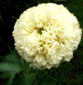Piante & sementi: 500 Samen Mohn YELLOW PEONY – Nuovo (secondo la descrizione) da Ehrendingen venduto da VerveinaSamen 2