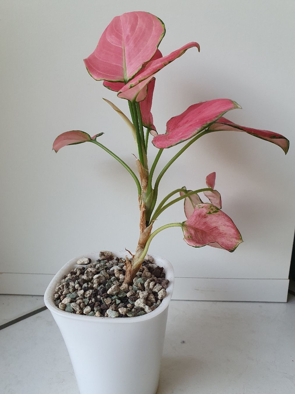 Pflanzen & Samen: Aglaonema Red Joy – Gebraucht aus Erlinsbach SO von Lea030 2