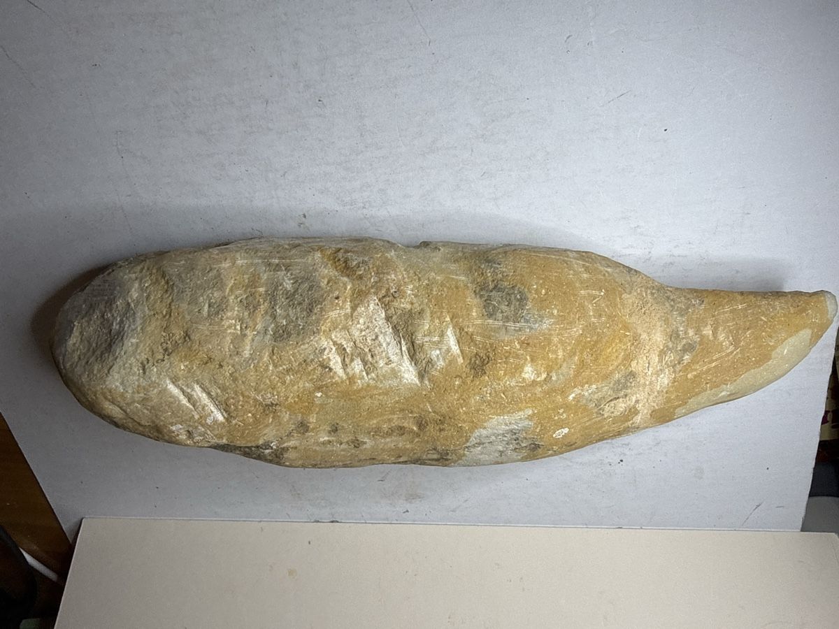 Ce fossile exceptionnel d’un Vinctifer comptoni poisson (Gebraucht) in ...