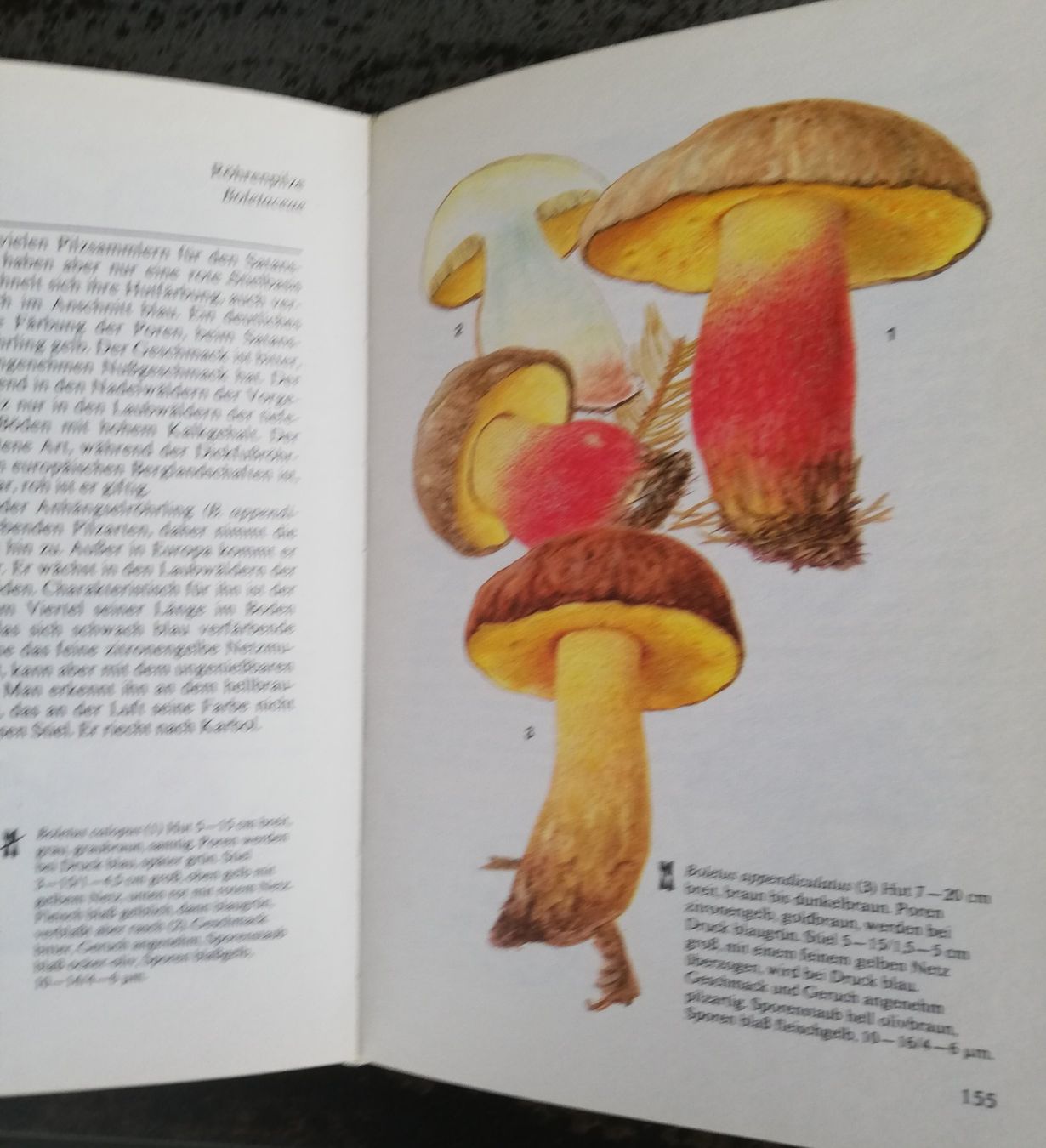 Livres: Unser Pilze – D'occasion à Hildisrieden par Malve 3