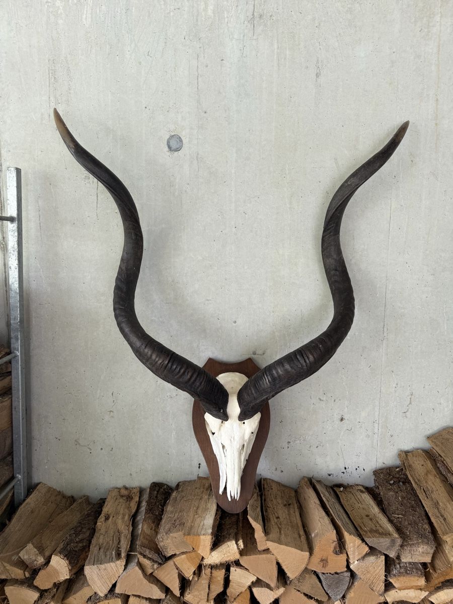 Altre raccolte & rarità: Kudu Antilope Schädeltrophäe Afrika – Usato da Stadel venduto da Atropa1969