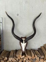 Kudu Antilope Schädeltrophäe Afrika