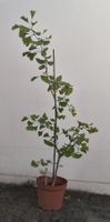Ginkgo im Topf (140cm hoch)