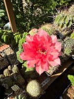 Echinopsis Schick-Hybrid